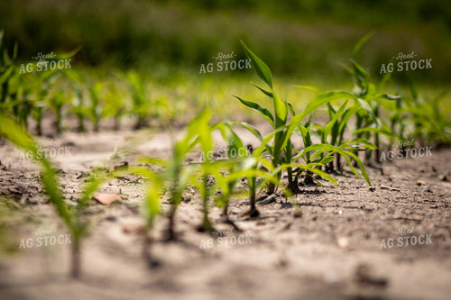Early Growth Corn in Dry Field 214315
