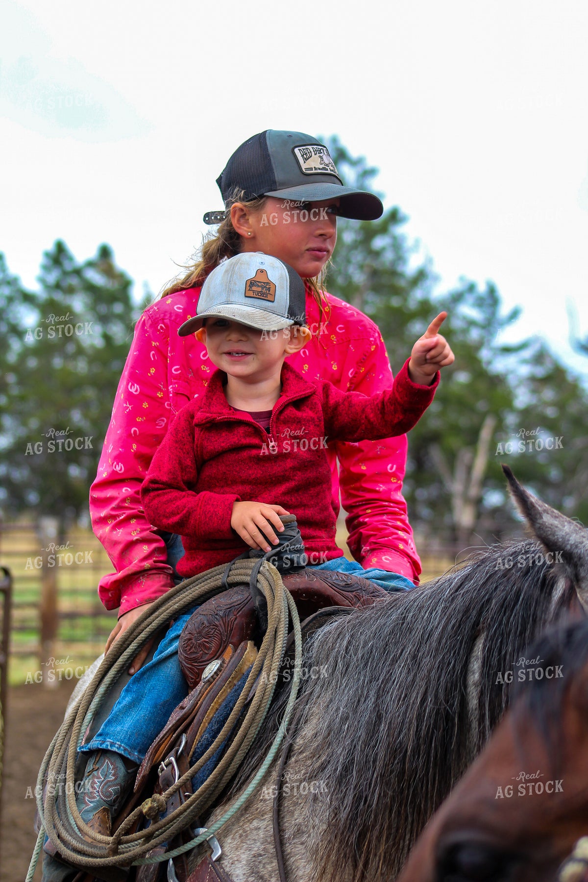 Farm Kids Sorting Cattle on Horseback 237037