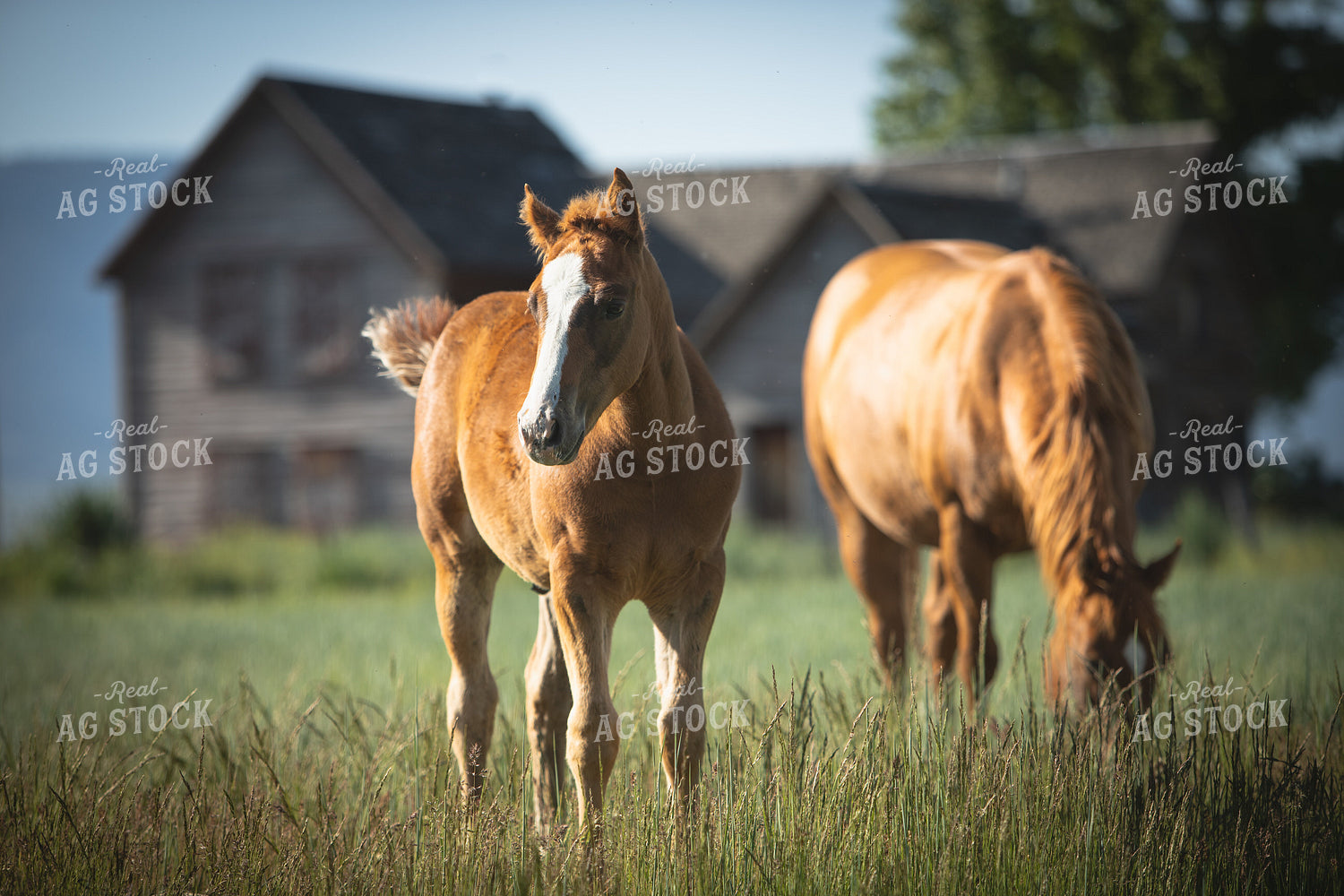 Horses on Pasture 78200