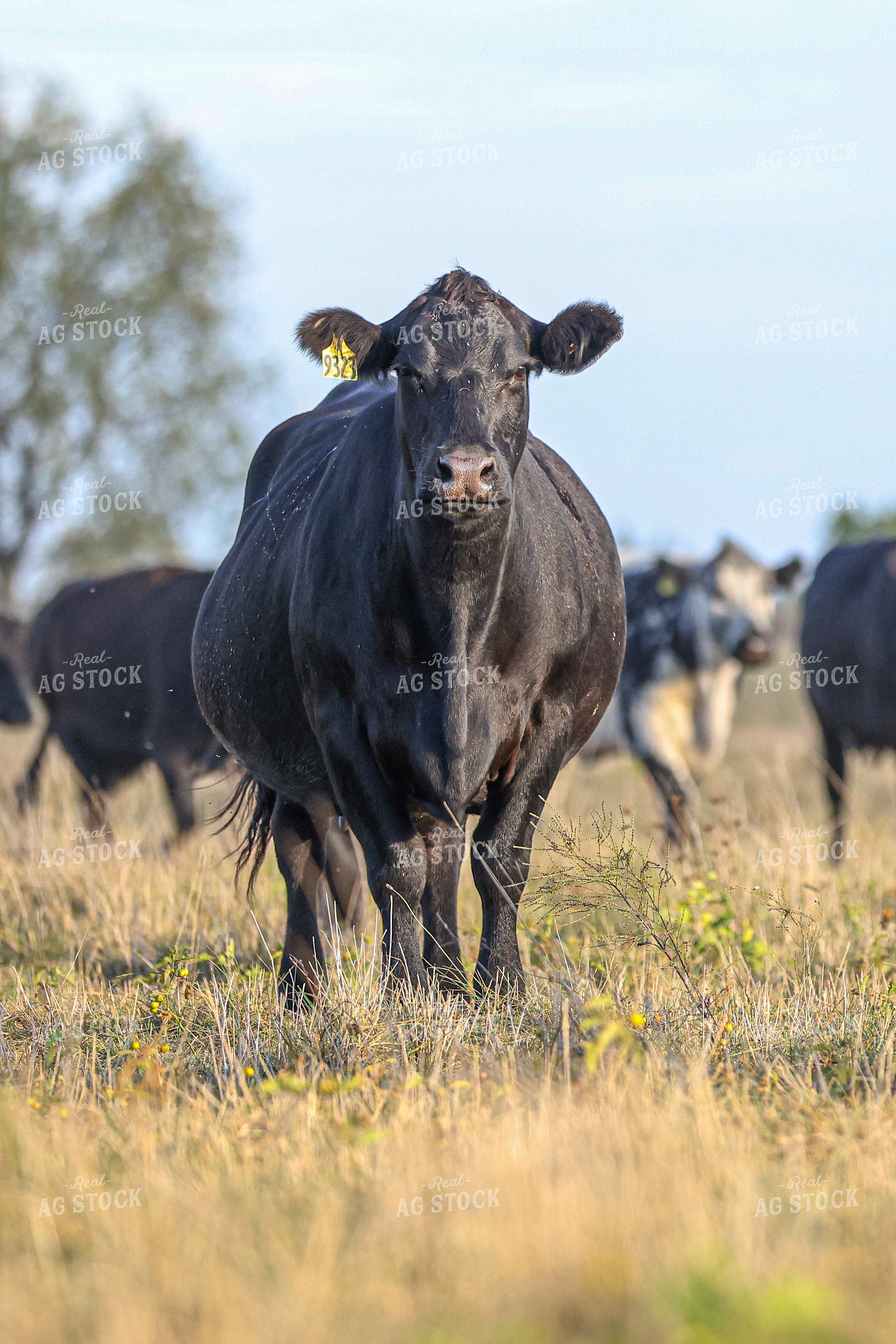 Cattle on Pasture 160436