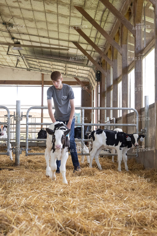 Farm Kid with Holstein Calf 270372