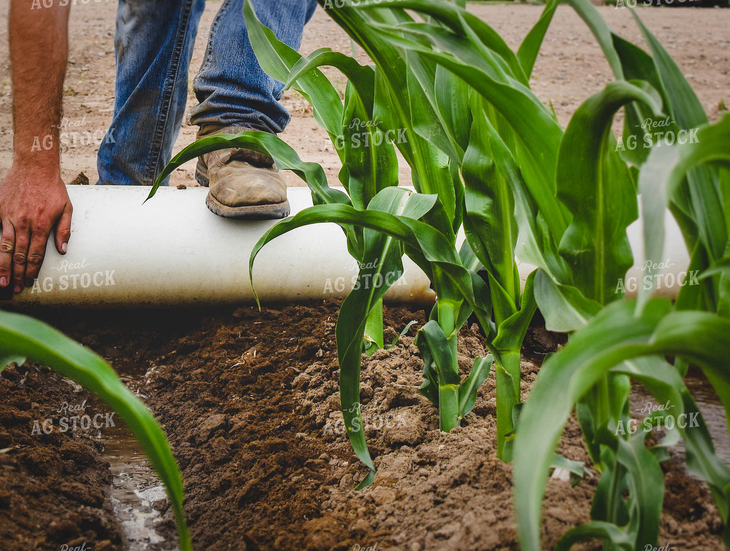 Irrigated Corn 56049