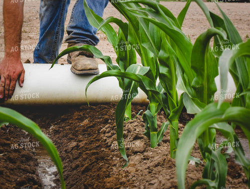 Irrigated Corn 56049