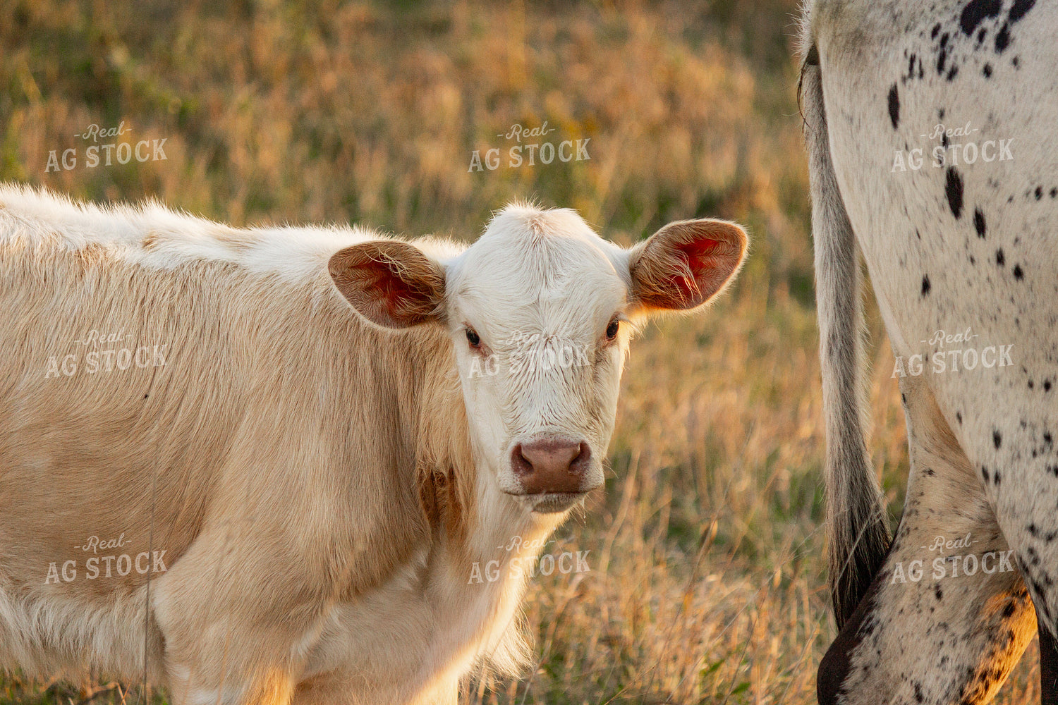 Calf 155069
