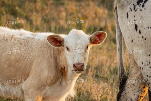 Calf 155069