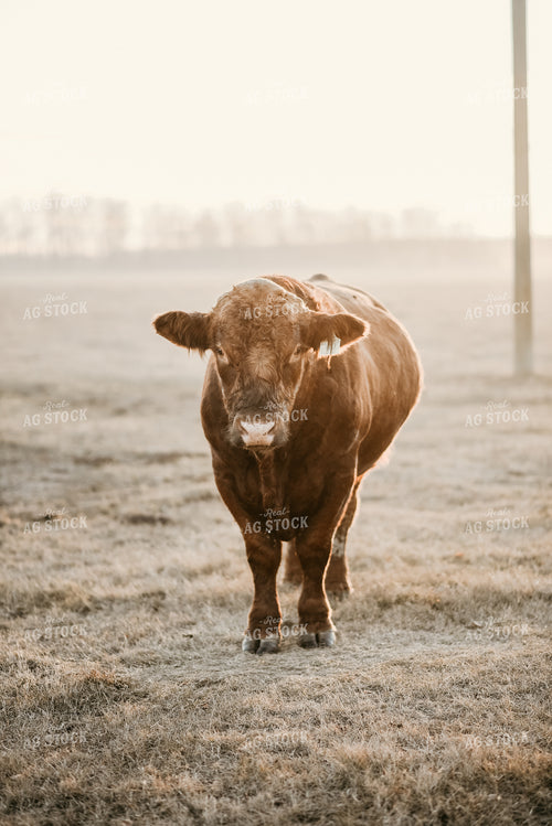 Black Angus Cow 64178