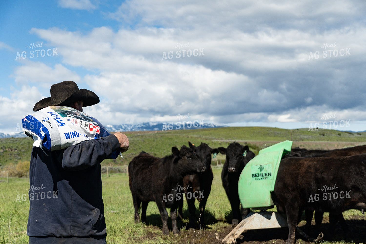 Rancher Taking Mineral to Cattle 65636