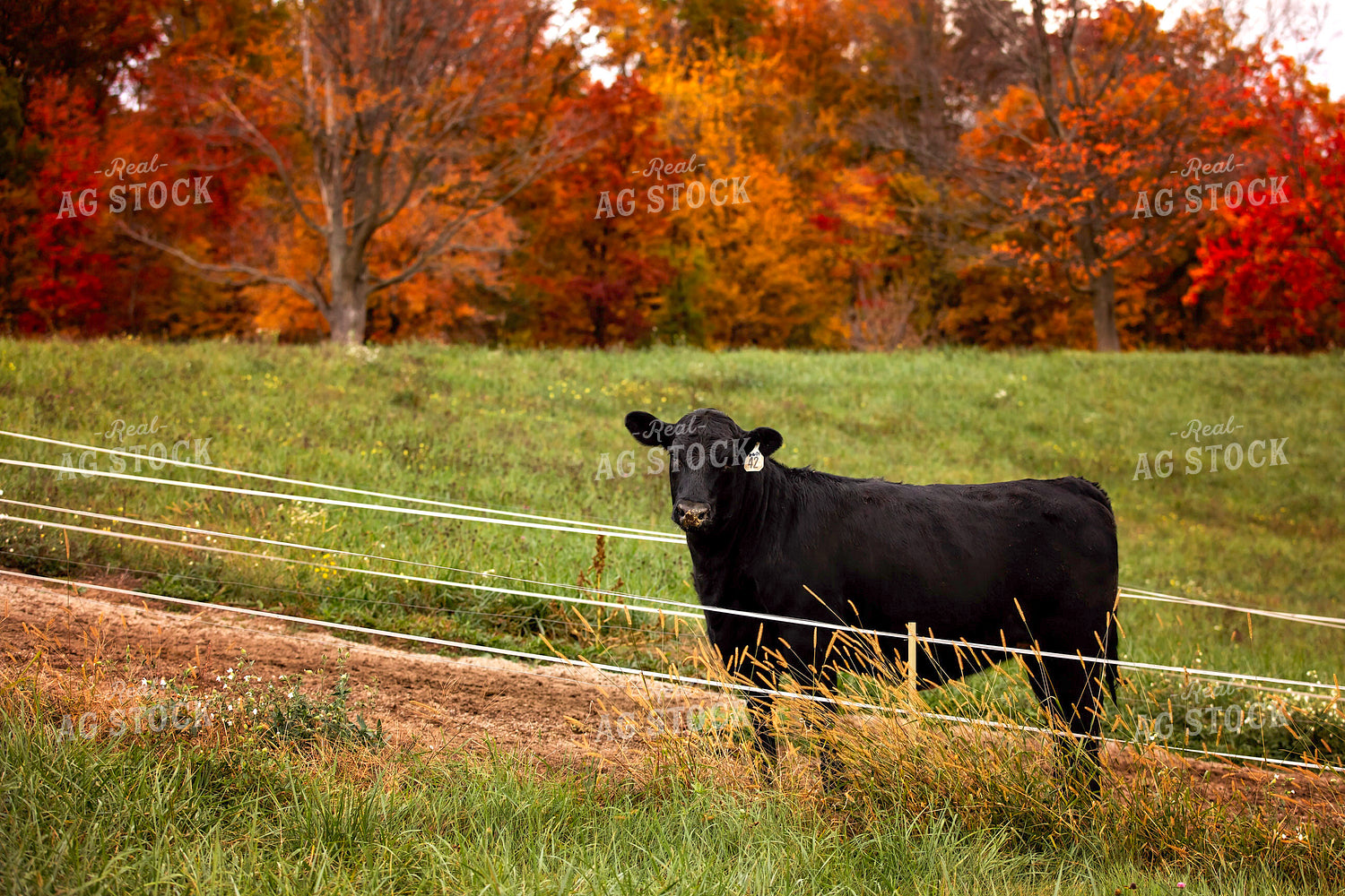 Black Angus Cattle on Pasture 55185