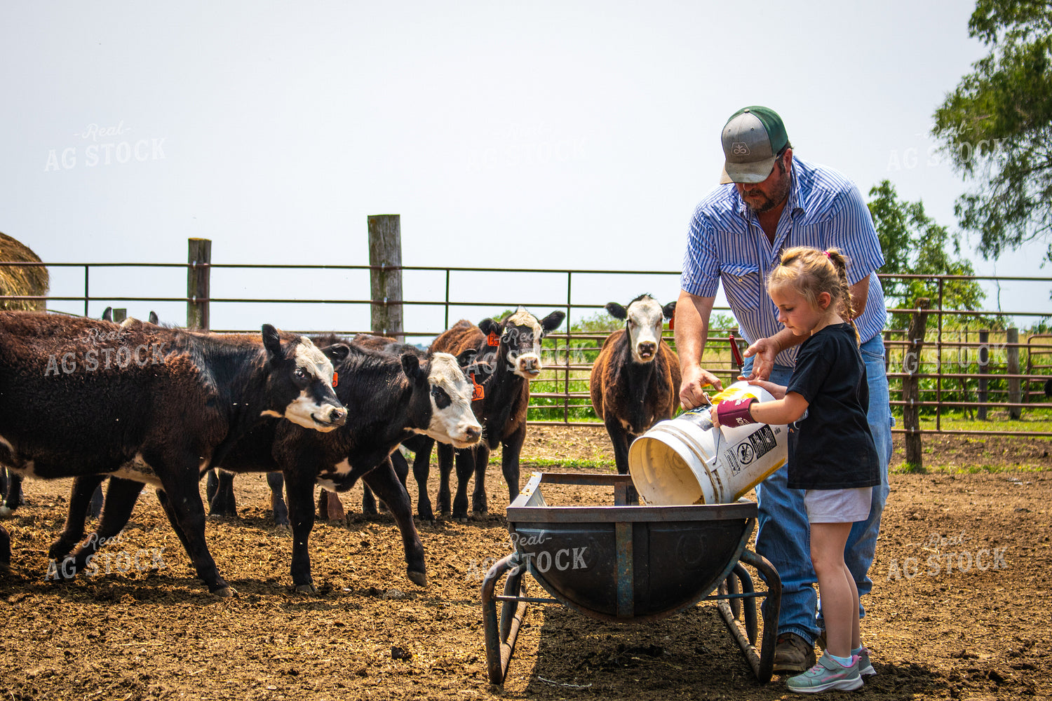 Farmer and Farm Kid Feeding Cattle 214161