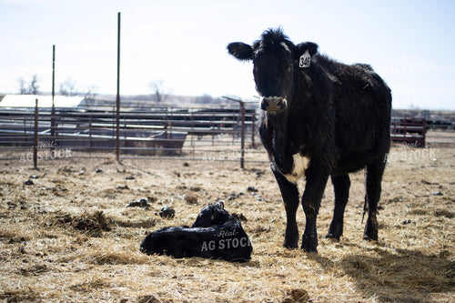 Angus Cow Calf Pair 117269