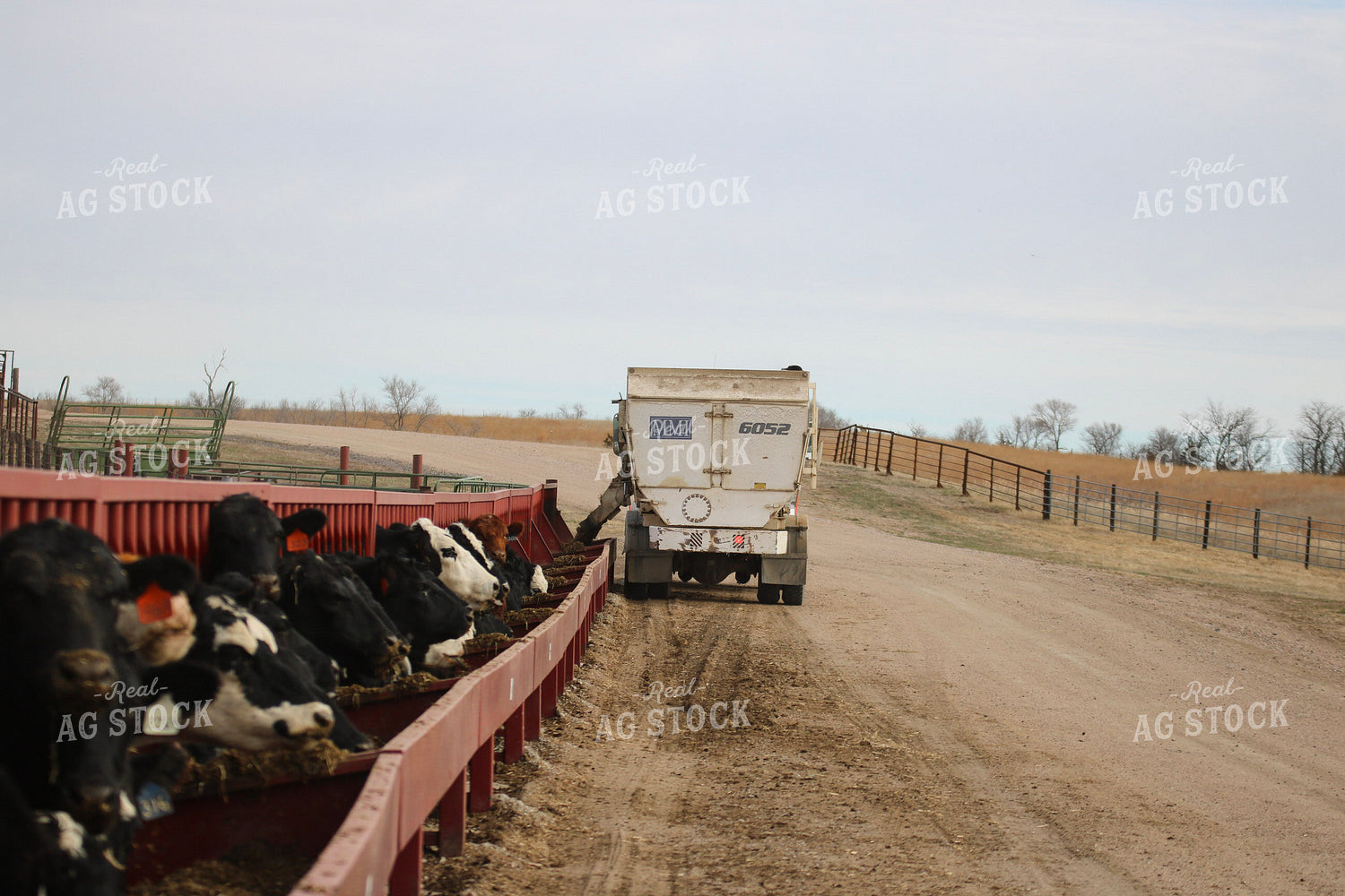Angus Cattle in Pen 82188