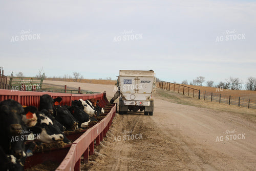 Angus Cattle in Pen 82188