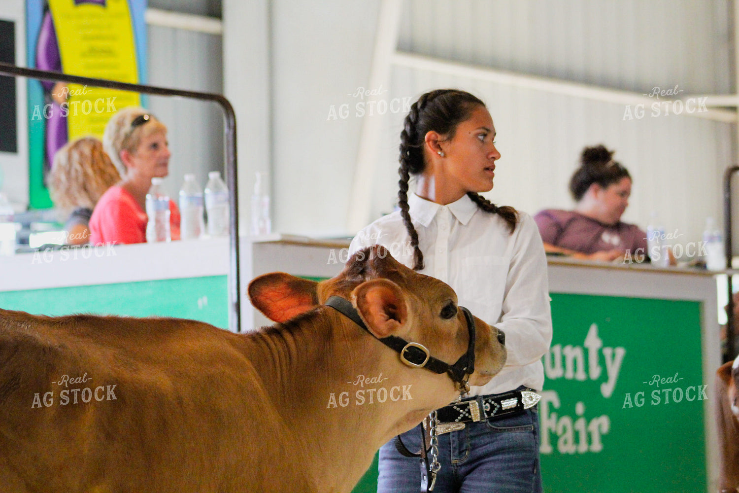 4H Show Cattle 52004