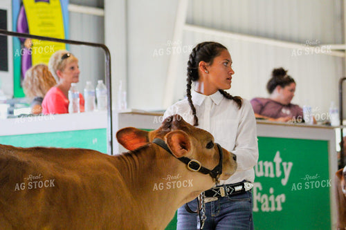 4H Show Cattle 52004