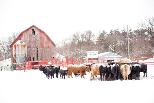 Cattle in Snow with Red Barn 74028
