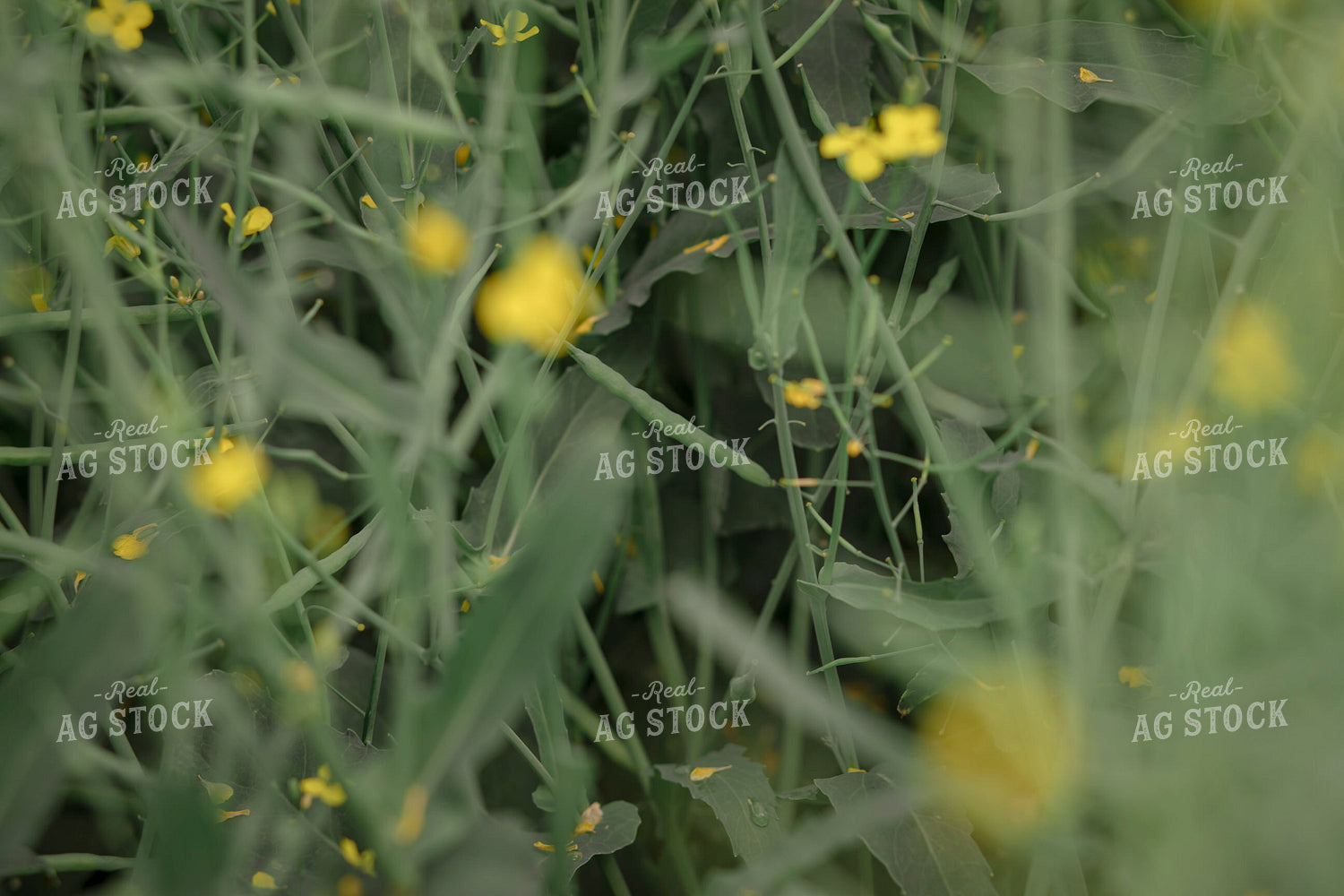 Canola Field 135114