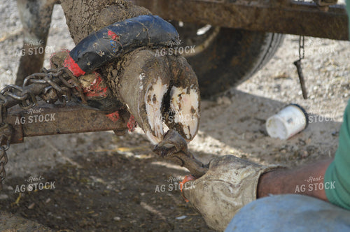 Trimming Cattle Hooves 206004