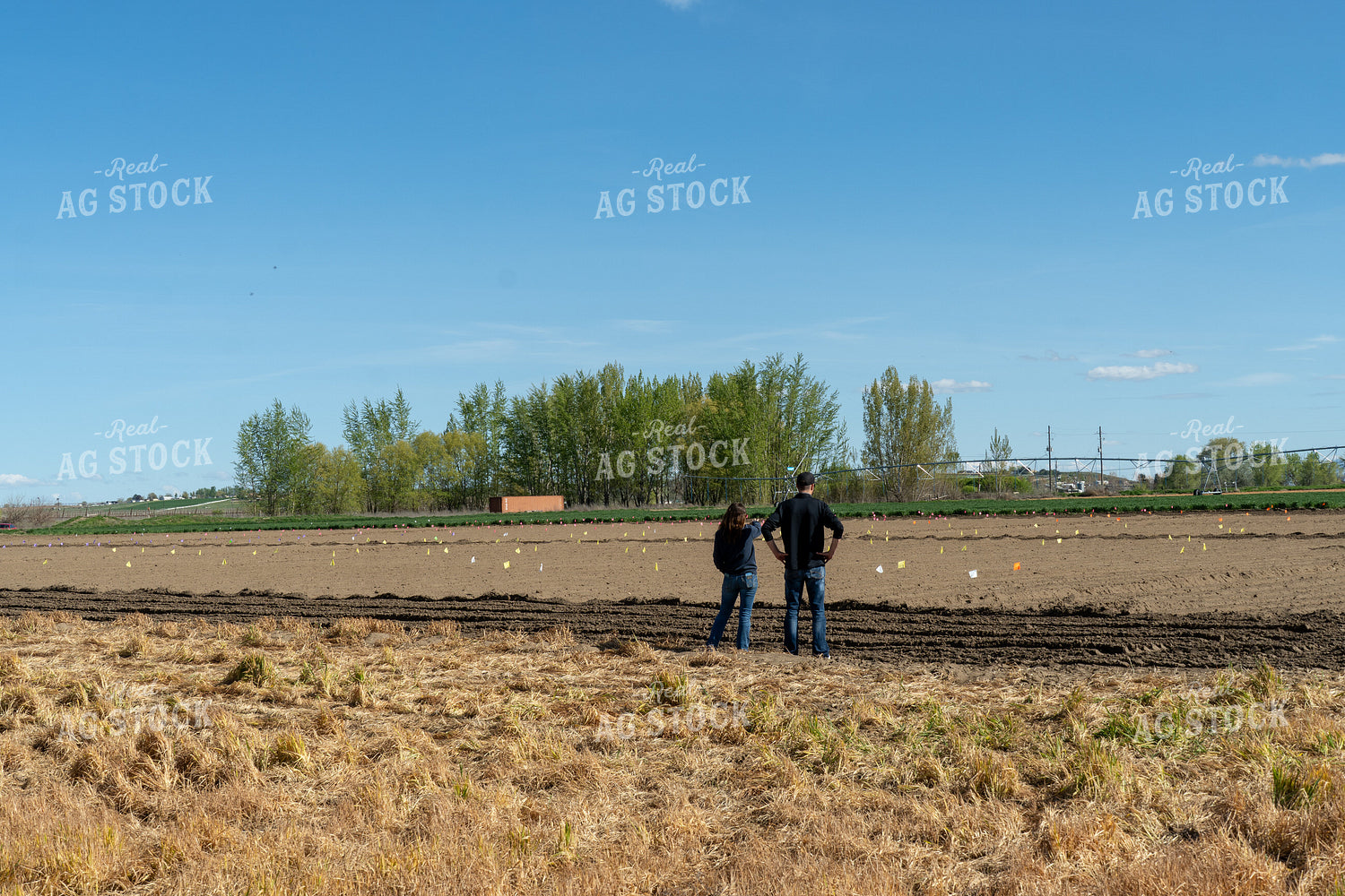 Producers Checking Potato Field 65677