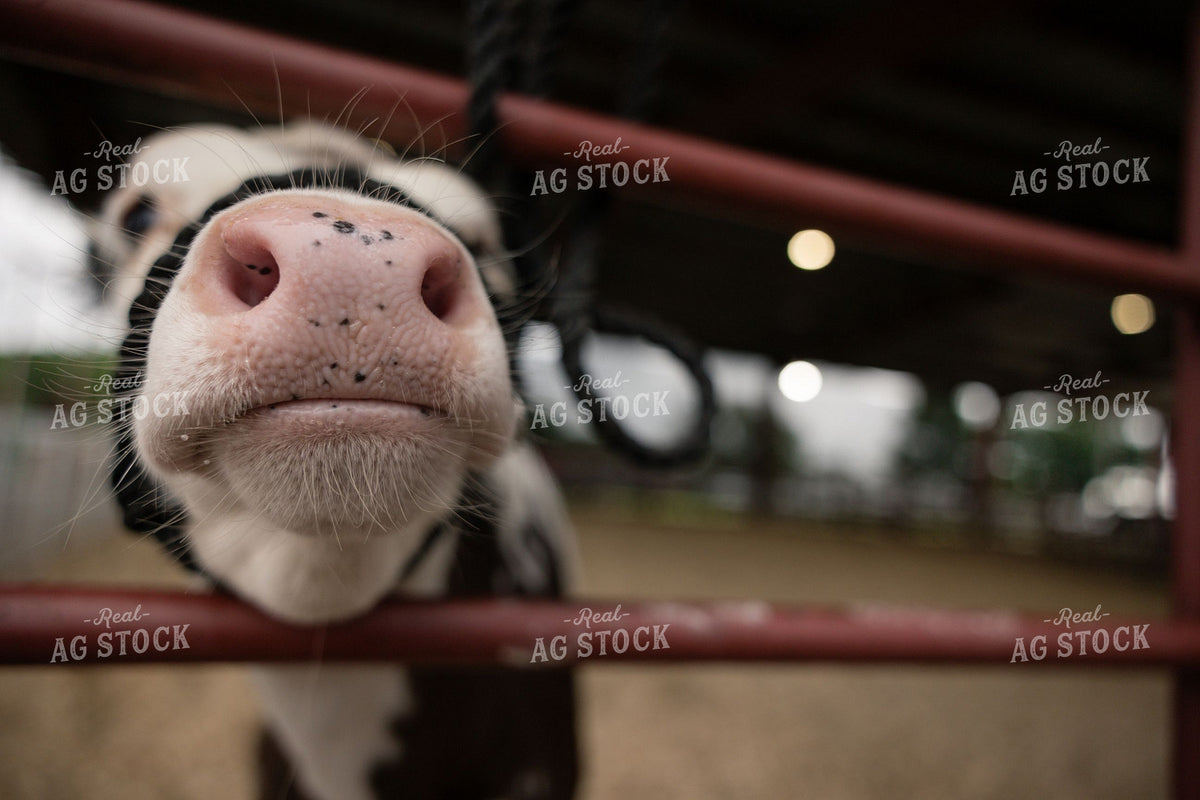 Close-Up of Curious Calf Nose Through Red Livestock Panel 404033