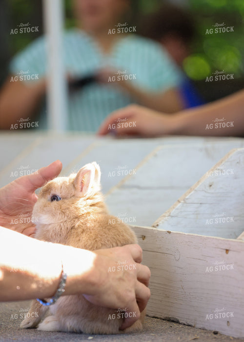 Showing Rabbits 160222