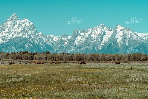 Bison or Buffalo in Pasture with Mountains 58065