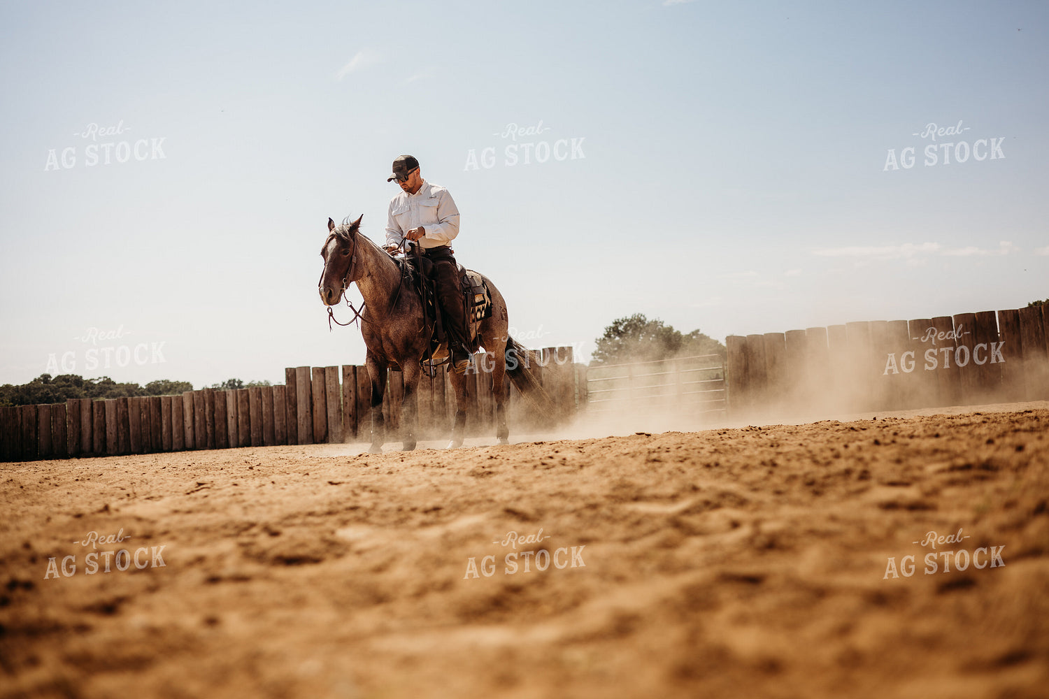 Riding Horse in Arena 281101