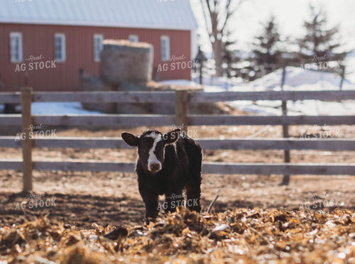 Black Baldy Calf 174006