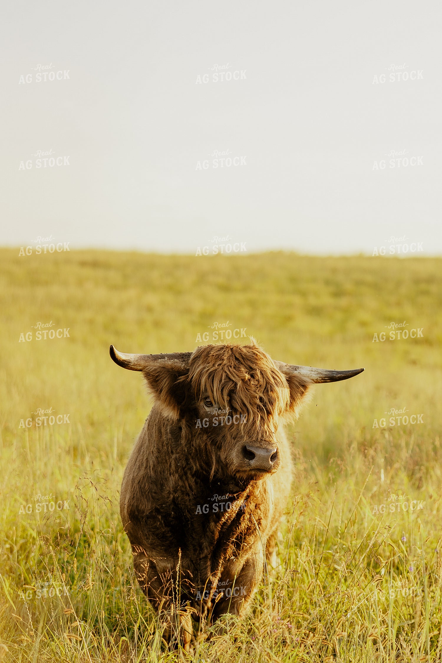 Highland Cattle 207005
