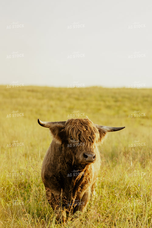 Highland Cattle 207005
