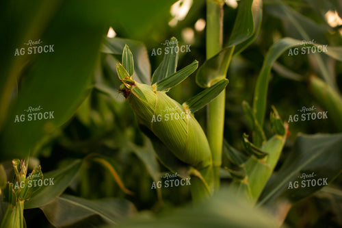 Corn - Mid-Season 2314