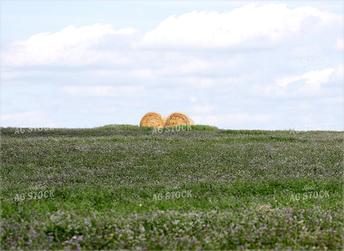 Alfalfa Field and Round Bales 141599