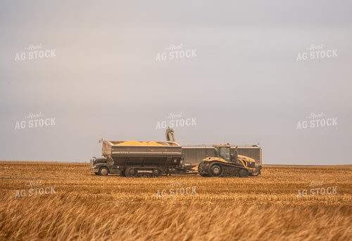 Corn Harvest 185164