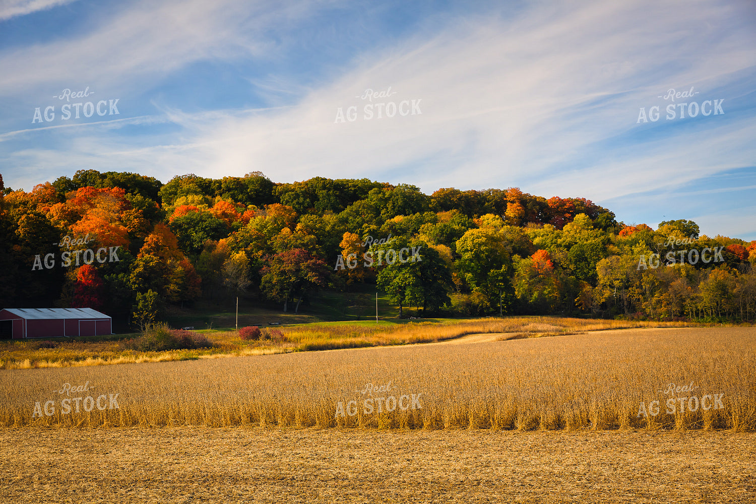 Fall Tree Landscape 153012
