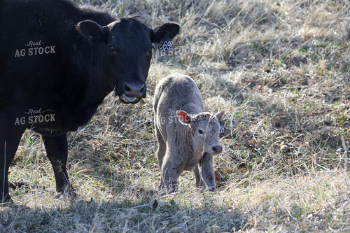 Cow Calf Pair 117222