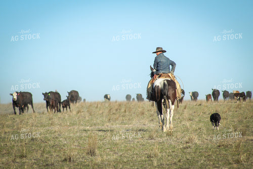 Male Rancher on Horse with Cattle 78008