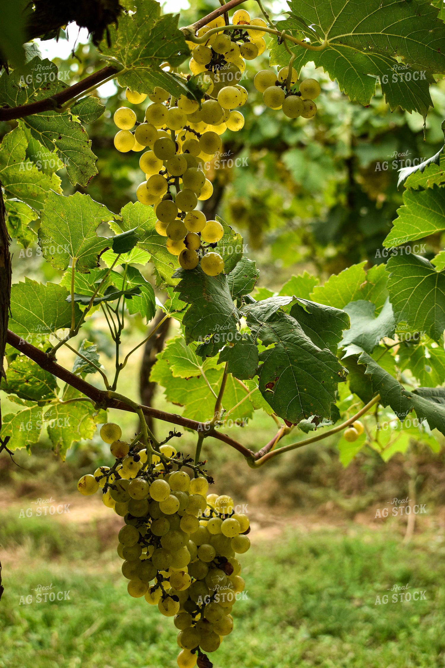 Grapes on Vine 84060