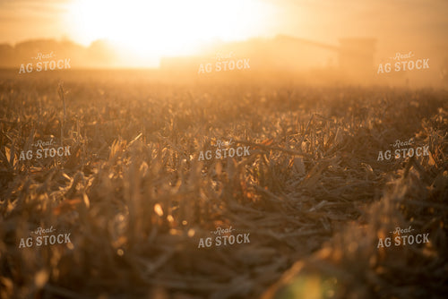 Corn Harvest 76725