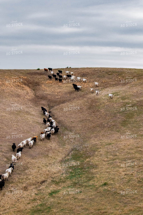Moving Cattle Herd 299055