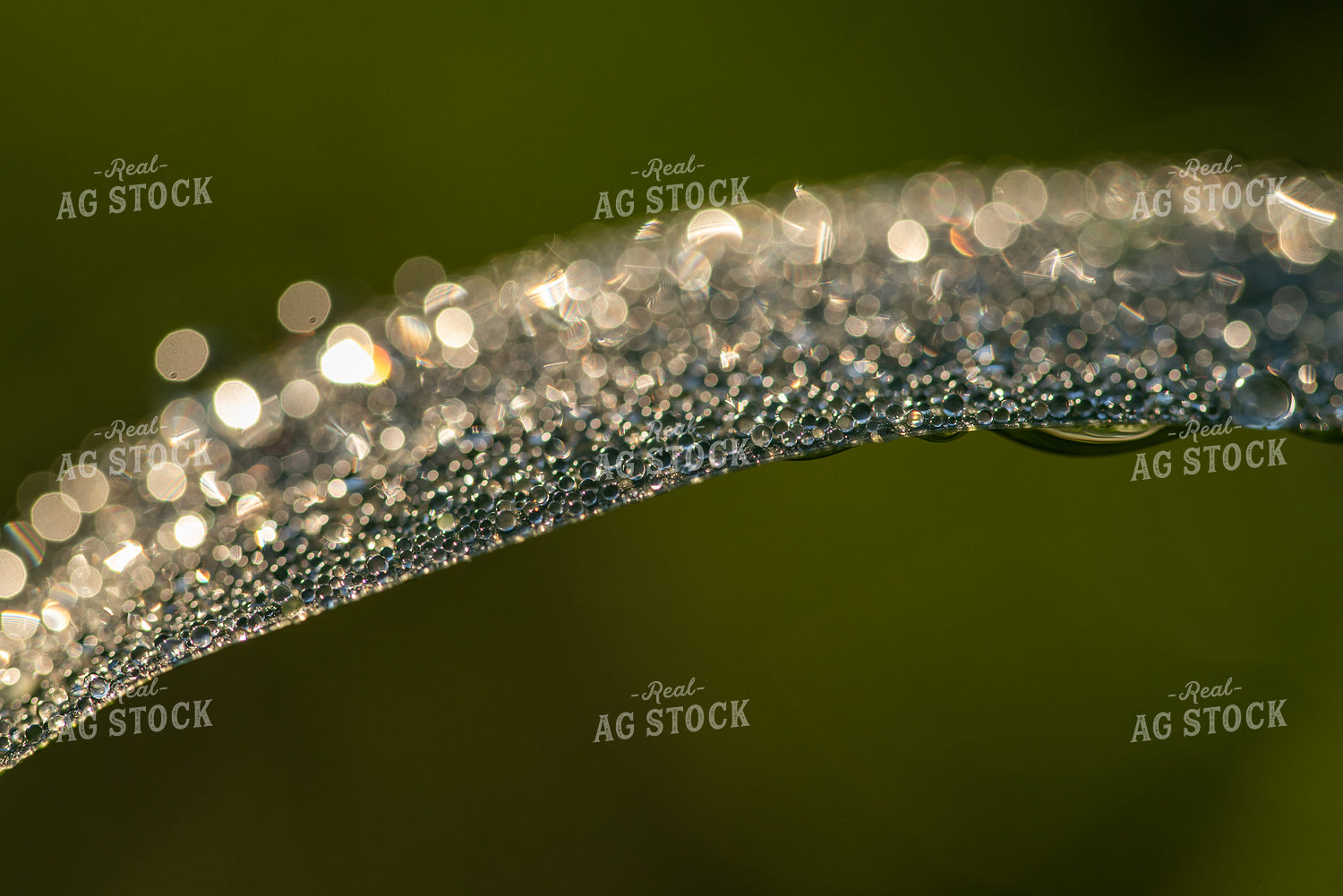 Corn Leaf Close Up With Dew 76235
