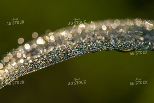 Corn Leaf Close Up With Dew 76235
