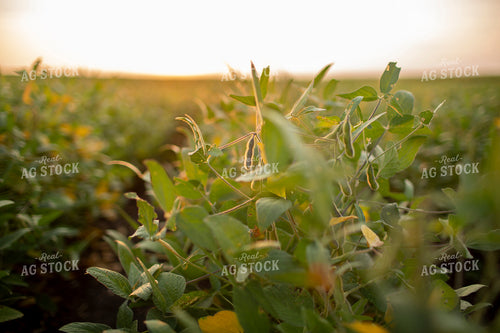 Soybeans - Mid-Season 2368