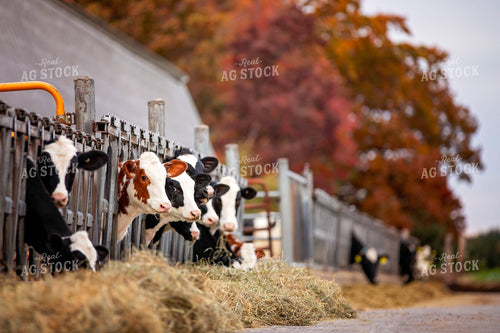 Dairy Cattle in Barn 55206