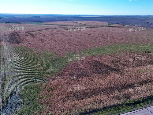 Aerial of Storm Damaged Corn 239034