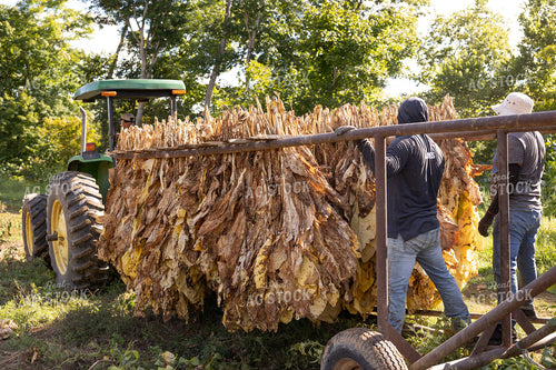 Curing Tobacco 52550
