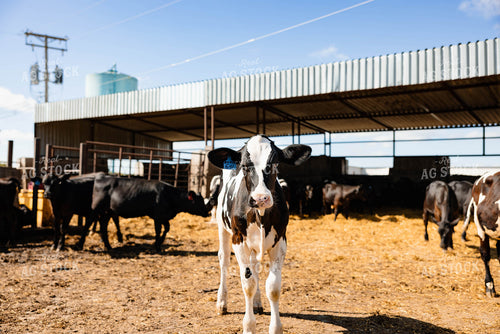 Holstein Calves 152273