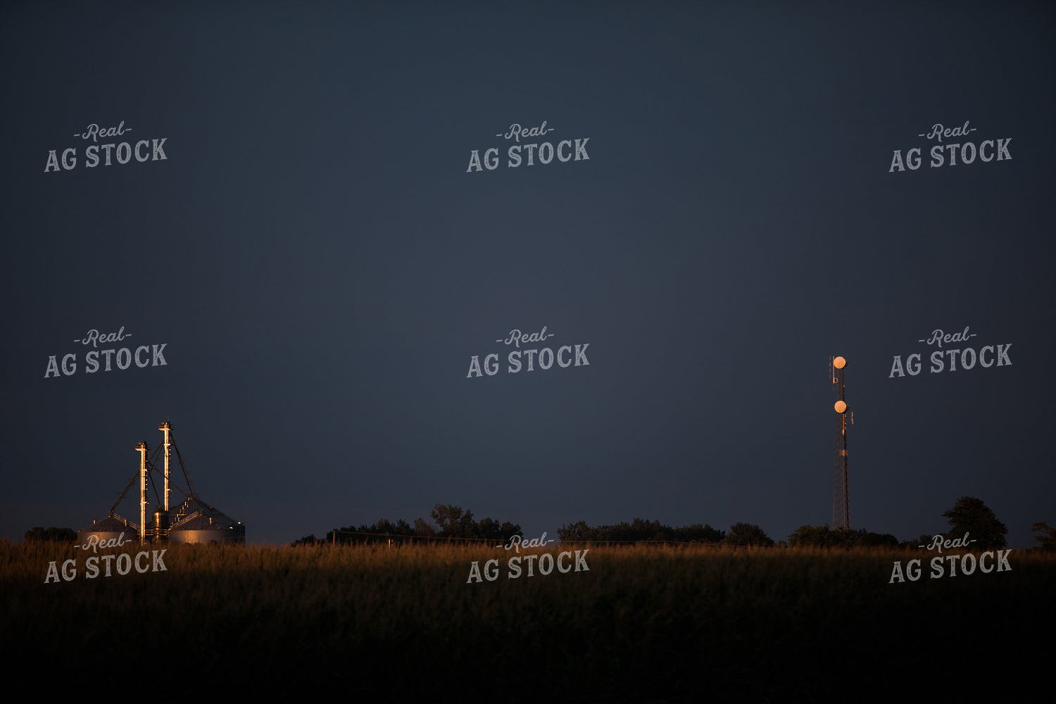 Corn Tassels at Sunset Dark Sky 3205