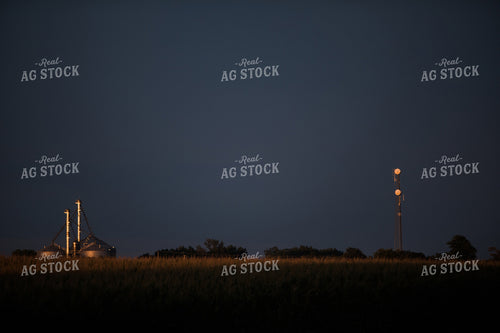 Corn Tassels at Sunset Dark Sky 3205