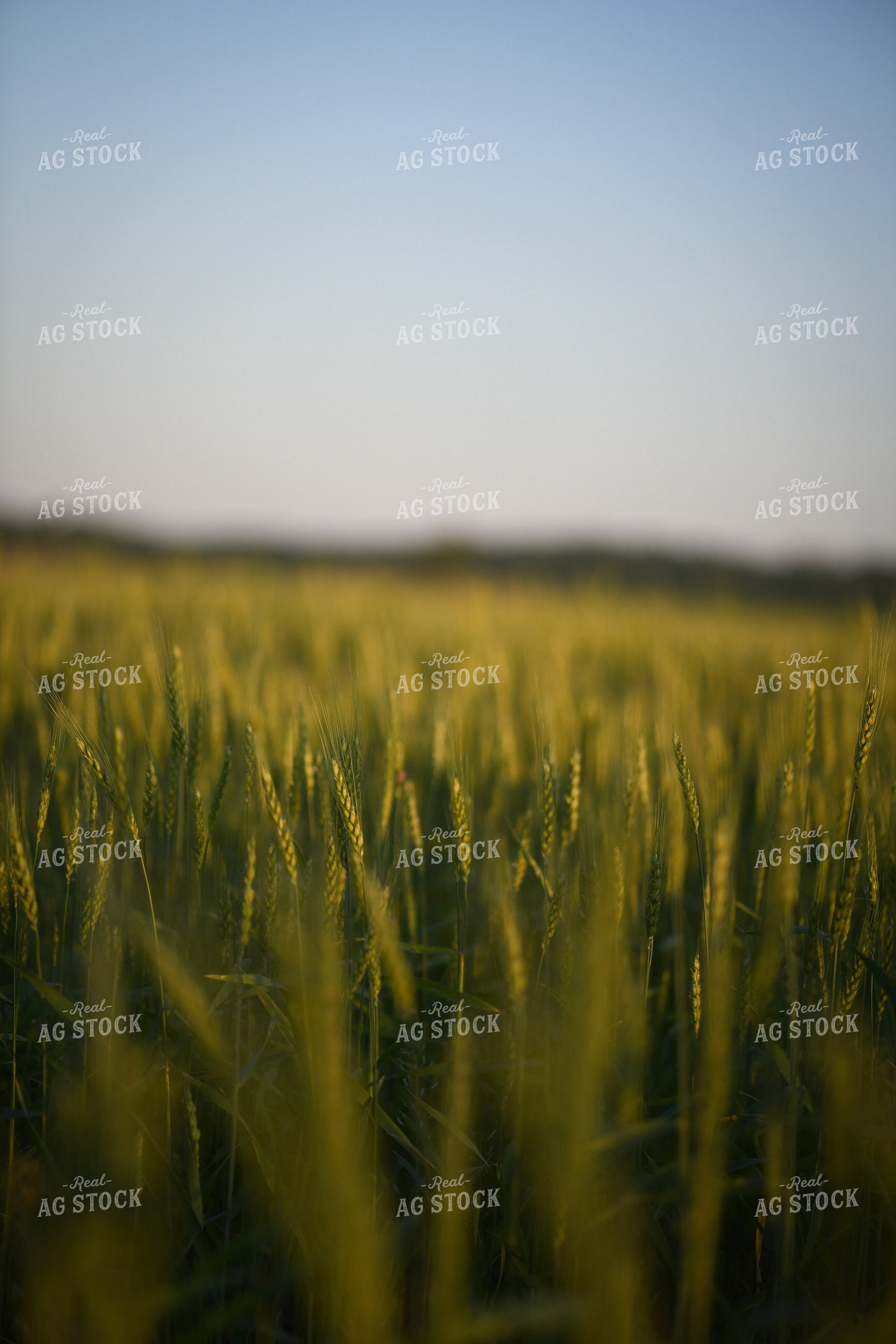 Wheat 191098