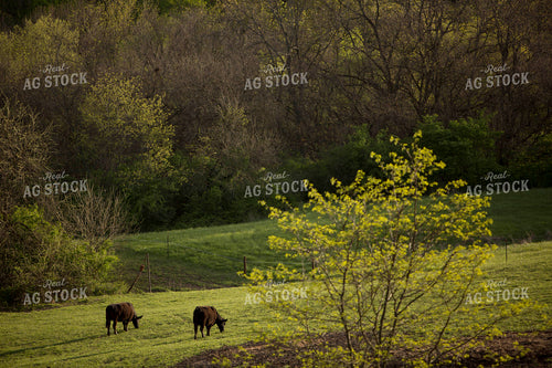 Cattle 1623