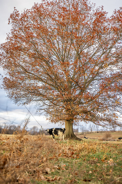 Holstein Cow on Pasture 270045